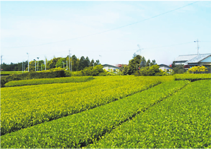 三方原台地を中心とした地域で太陽の恵みをたっぷり受けて育ったお茶。軽やかな味わいの中にコクと甘みがあります。