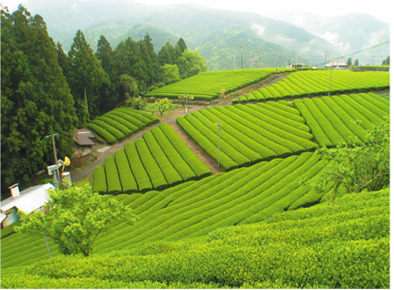 霧深い山の茶園で育まれたお茶。やさしくさわやかな香り。程よい渋みがあり、甘みの余韻があります。有機栽培によるお茶づくりも盛んです。