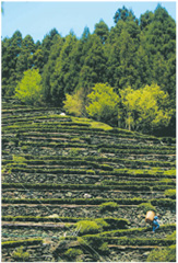 龍山（瀬尻）の段々茶園