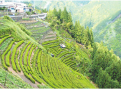 水窪の急峻な茶園